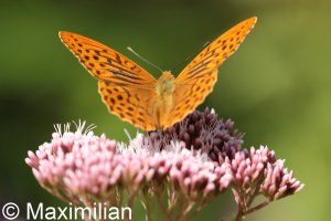 silver_washed_fritillary_01.JPG