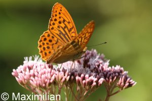 silver_washed_fritillary_02.JPG