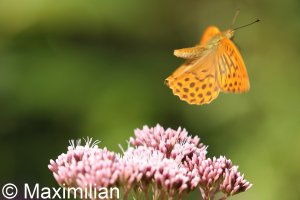 silver_washed_fritillary_03.JPG