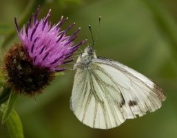 309A6863-DxO_green_veined_white_butterfly.jpg