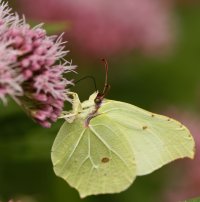 309A6695-DxO_brimstone_butterfly.jpg