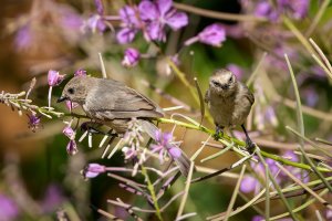 Bushtit - K1A3166.jpg