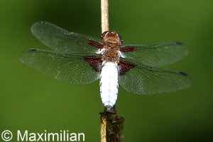 broad_bodied_chaser_01.JPG