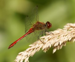 309A6799-DxO_ruddy_darter_dragonfly_vg.jpg