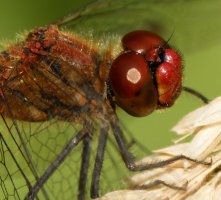 309A6772-DxO_ruddy_darter_dragonfly_vg_face close_up.jpg