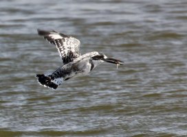 3Q7A0093-DxO_pied_kingfisher_flying+fish-lssm2_00xAut.jpg