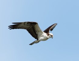 3Q7A5670-DxO_Osprey_flying.jpg