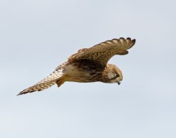 3Q7A7301-DxO_kestrel_flying_CR.jpg