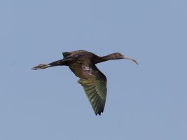 3Q7A0137-DxO_flying_glossy_ibis_vg.jpg