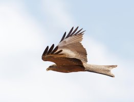 3Q7A0128-DxO_yellow-billed_kite_flying.jpg