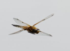 3Q7A0827-4-spotted_chaser_flying-lsss.jpg