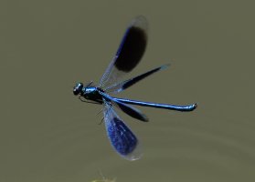 3Q7A2565-DxO_banded_demoiselle_flying+0.5.jpg