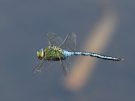 3Q7A2628-DxO_emperor_dragonfly_flying_VS-ls-ss.jpg