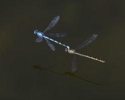 3Q7A3090-DxO_male+female_blue_damselflies_flying.jpg