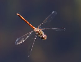 3Q7A5877-DxO_darter_dragonfly_flying-lss.jpg