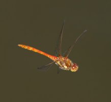 309A7370-DxO_Common_darter_dragonfly_flying-ls-sm.jpg