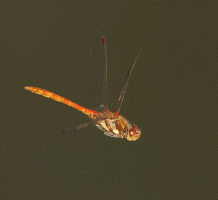 Common_Darter_flying.gif