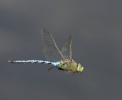 309A7283-DxO_Emperor_dragonfly_flying.jpg