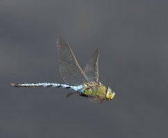 309A7283-DxO_Emperor_dragonfly_flying.jpg