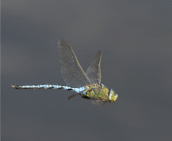Emperor_Dragonfly_flying.gif