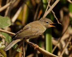 309A7672-DxO_reed_warbler.jpg