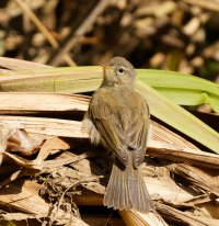 309A7539-DxO_reed_warbler.jpg