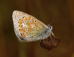 309A7813-DxO_common_blue_butterfly_side-ls-sm.jpeg