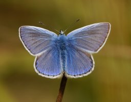 309A7872-DxO_common_blue_butterfly_top-ls-sm.jpeg