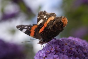 Vanessa atalanta Laowa 60mm.jpg