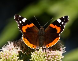 309A7496-DxO_red_admiral_Butterfly.jpg