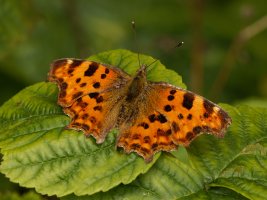 309A6719-DxO_comma_butterfly.jpg