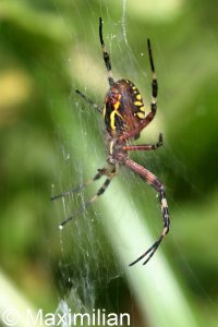 wasp_spider_02.JPG