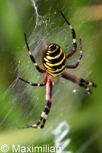 wasp_spider_03.JPG