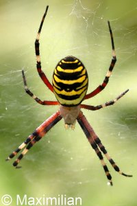 wasp_spider_04.JPG