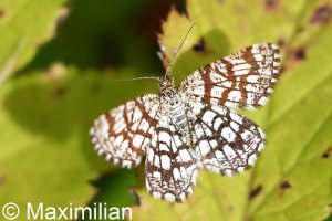 latticed_heath_01.JPG