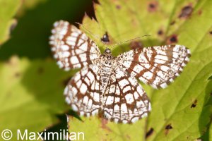 latticed_heath_02.JPG