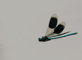 Banded_Demoiselle_flying_2.gif