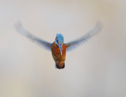 _MG_8064 crop_KIngfisher_Hover2_00xSH.jpg