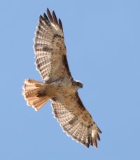 1106-Hawk-c1s.jpg