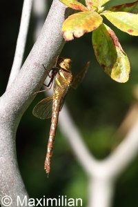 brown_hawker_01.JPG