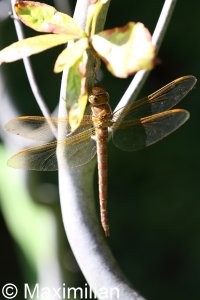 brown_hawker_02.JPG