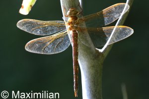 brown_hawker_03.JPG