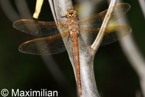 brown_hawker_04.JPG