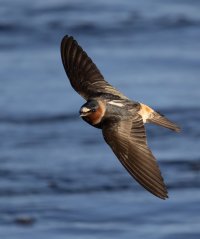 Cliff Swallow banking flight river 1600.jpg