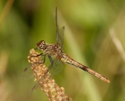 309A8412-DxO_female_common_darter_dragonfly.jpg