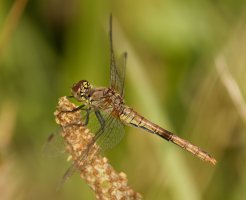 309A8412-DxO_female_common_darter_dragonfly.jpg