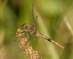 309A8412-DxO_female_common_darter_dragonfly.jpg