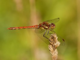 309A8397-DxO_common_darter_dragonfly.jpg