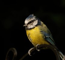 309A8488-DxO_Bluetit_1-ls-sm.jpg