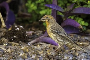BackyardBirds Aug 10 2021_0073.jpg